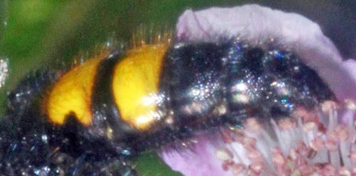 Scolia hirta hirta